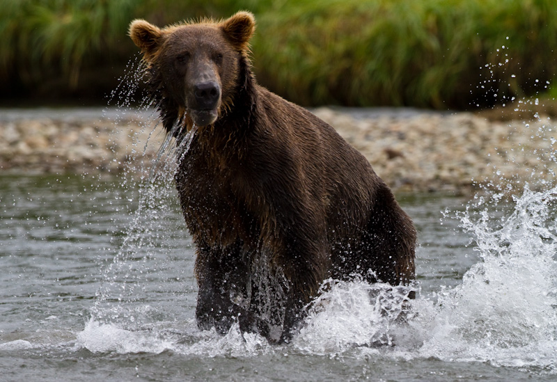 Grizzly Bear Chasing Salmon